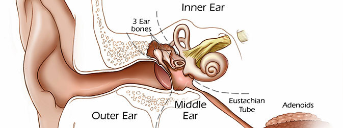 Estrutura do ouvido (Reprodução)